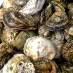 Roasted Oysters on the Grill clustered together showing textured shells with white meat and algae growth in earthy brown and green tones