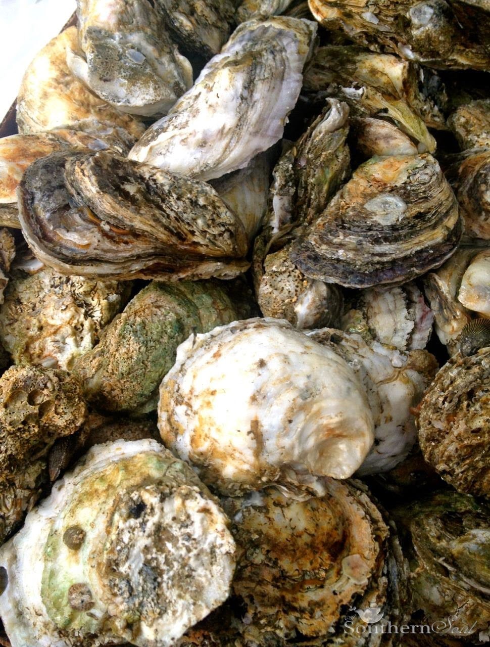 Roasted Oysters on the Grill clustered together showing textured shells with white meat and algae growth in earthy brown and green tones