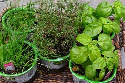 https://health-tips-today1.org/2014/04/22/planting-herbs/ how to grow your own herbs | A Southern Soul